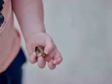 Een kind houdt een slakkenhuis vast