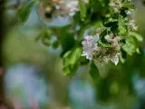 Een foto van een bloem uit een boom